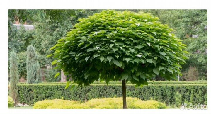 Саженцы катальпы