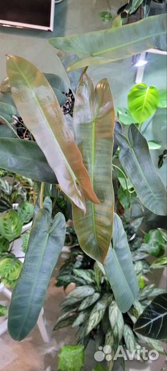 Филодендрон атобапоенс santa leopoldina