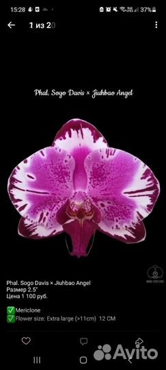 Орхидея фаленопсис подросток 3 размер