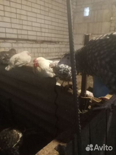 Куры, индюшки