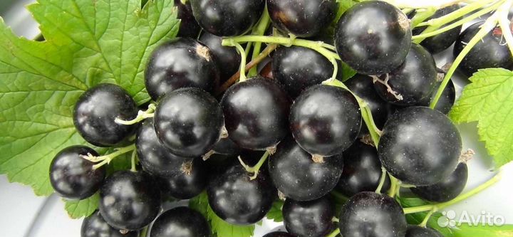 Смородина чёрная