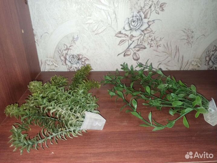 Ракушки и водоросли для аквариума