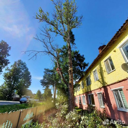 Спил деревьев