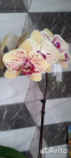 Орхидея фаленопсис