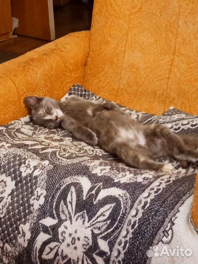 Котёнок девочка 6 месяцев