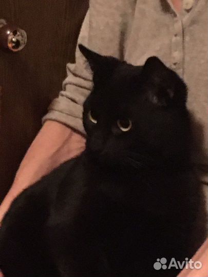 Котенок-девочка