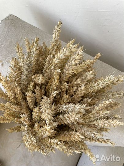 Колосья пшеницы
