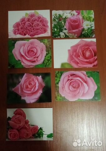 Фотографии розы