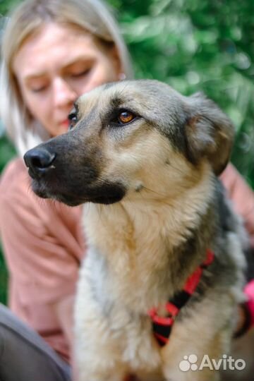 Собака в добрые руки отдам бесплатно