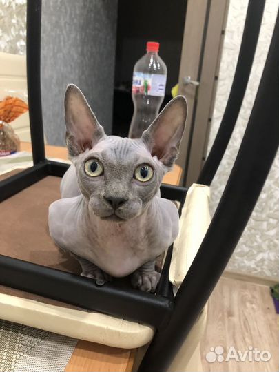 Котик сфинкс ищет кошечку