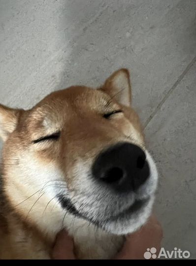 Аренда собаки-террористки сиба -ину