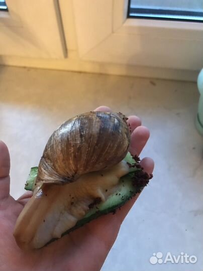 Улитка Ахатина и 2 террариума