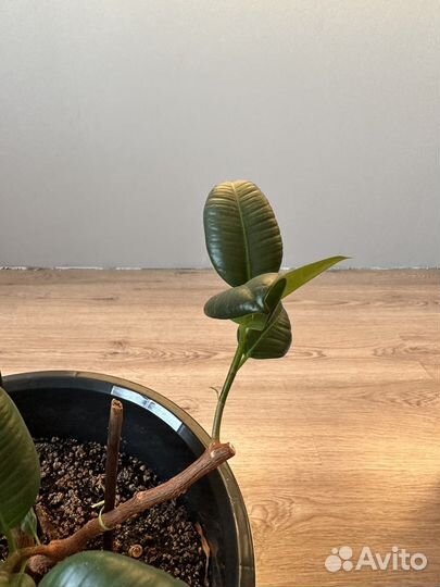Фикус каучуконосный большой