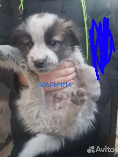 Щенки мальчик и 2 девочки