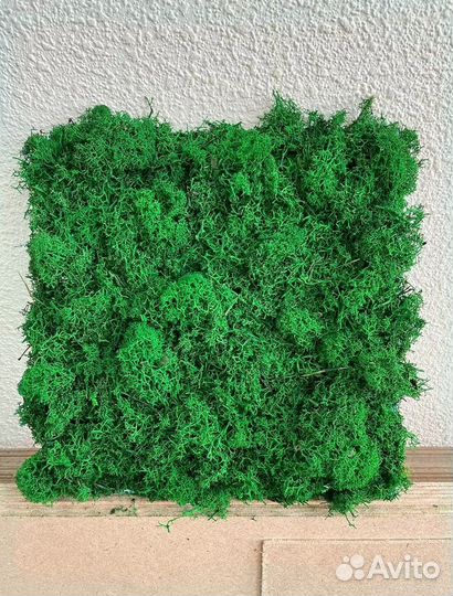 Стабилизированный мох панно