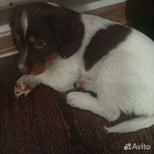 Щенки только в хорошие руки