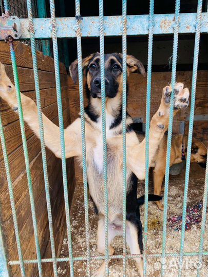 Щенок из приюта учится быть счастливым ищет дом