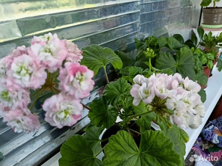 Пеларгония герань сортовая