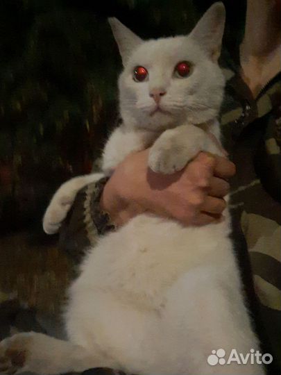 Отдаю в добрые руки