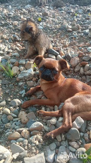 Пти брабансон