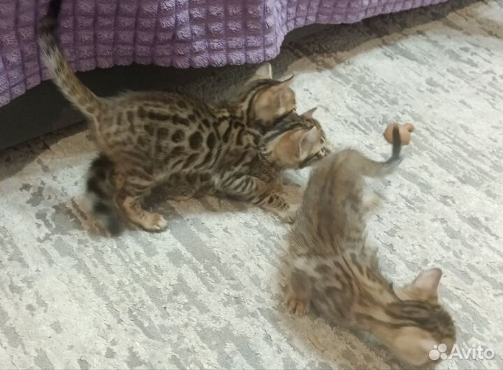 Бенгальские котята