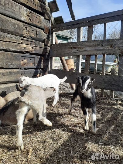 Козочки Ламанча