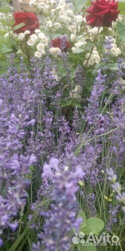 Лаванда сухоцвет
