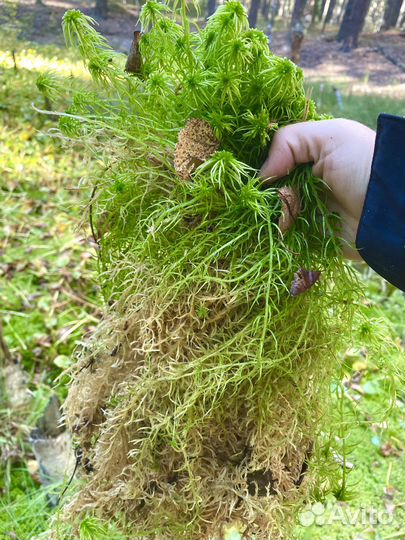 Мох сфагнум