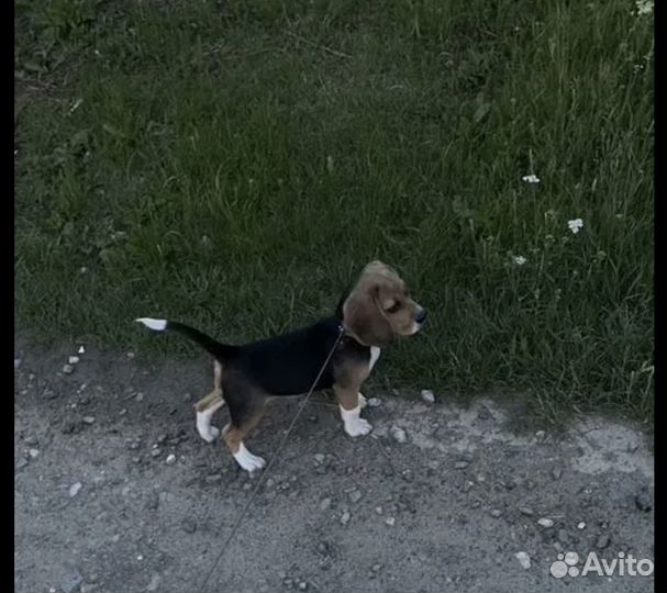 Собака бигль