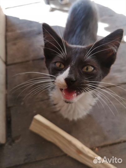 Котята 3 мальчика