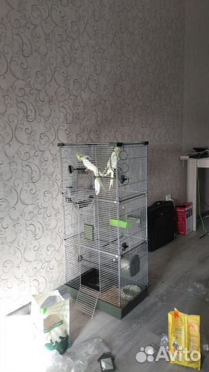 Попугай корелла с клеткой