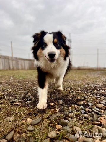 Передержка для собак