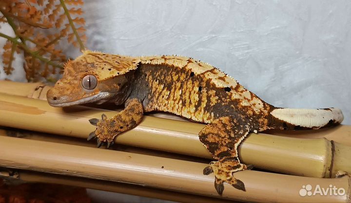 Реснитчатые бананоеды