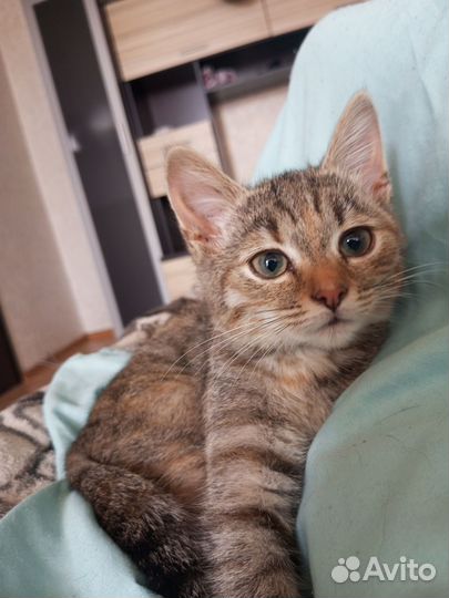 Котенок в добрые руки