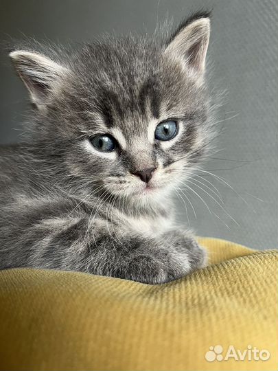 Котенок Лео ) настоящий голубоглазый красавчик