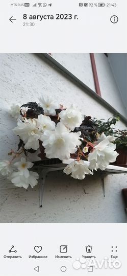 Бегонии ампельные и белликонии