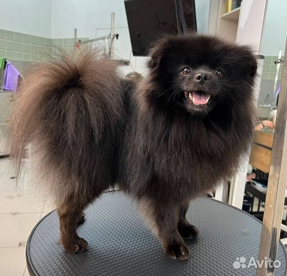 Грумер стрижка собак и кошек