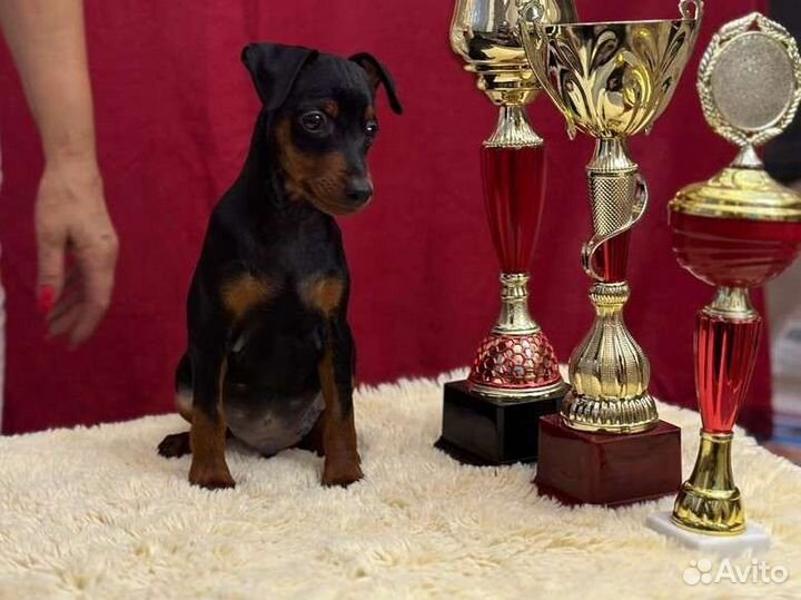 Щенок цвергпинчер