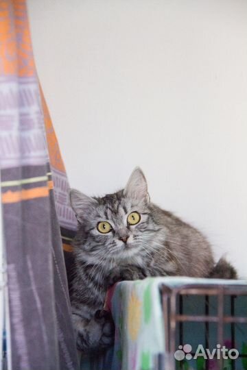 Котенок в добрые руки
