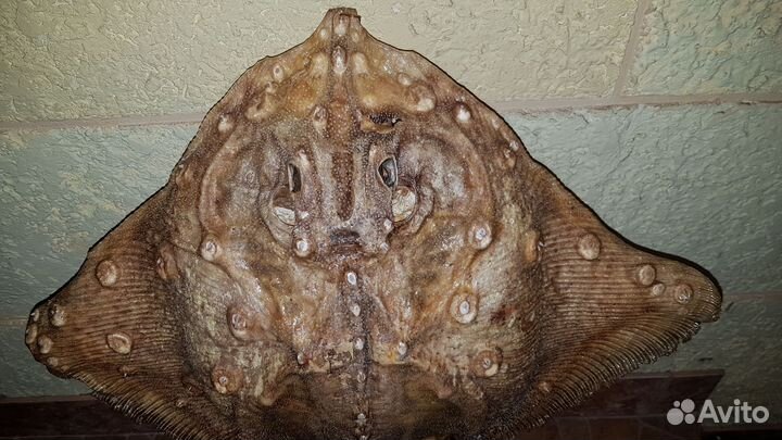 Чучело рыбы.ската