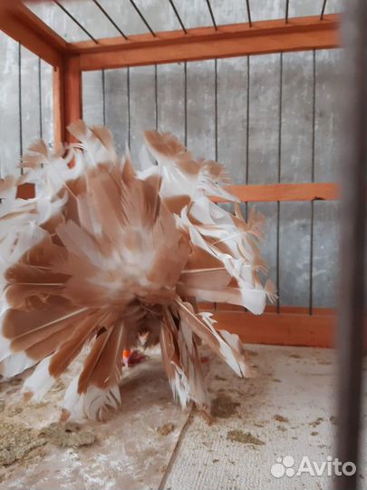 Голуби павлины ленточные