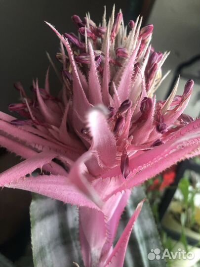 Толстянка (денежное дерево) и другие цветы