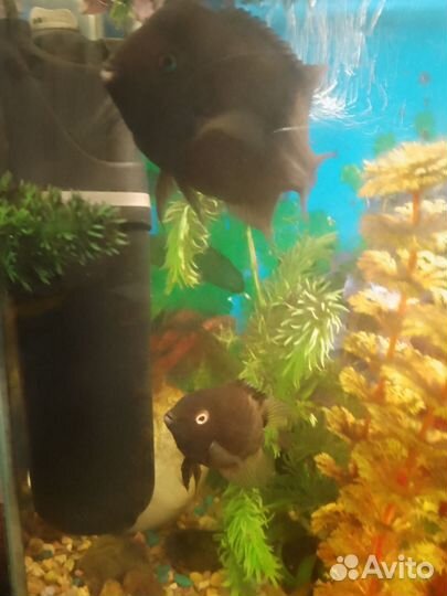 Аквариумные рыбки