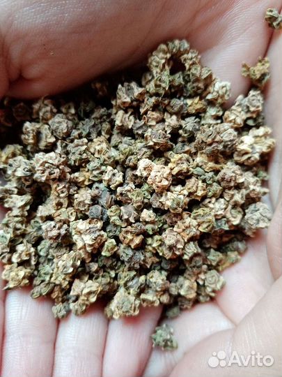 Семена кормовой свеклы