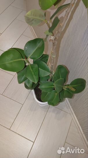 Фикус 1,1 метр