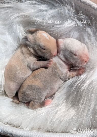 Карликовые крольчата minilop из питомника