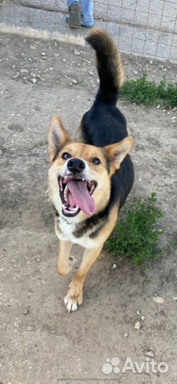 Собака в добрые руки