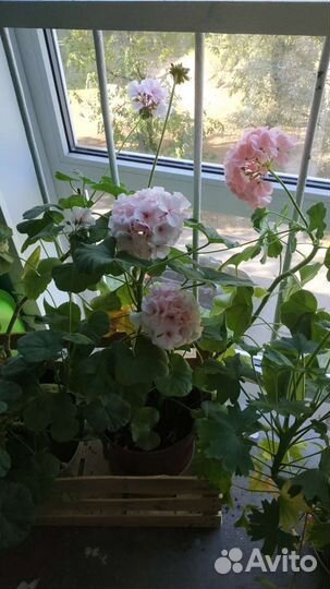 Крупная герань, пеларгония