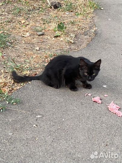 Котенок ищет дом