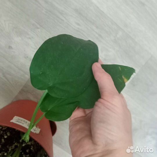 Сингониум Макрофиллум, Золотая Венеция, Пинк